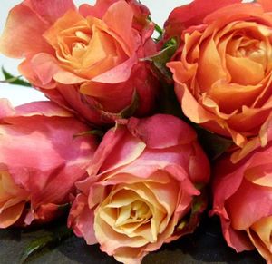 ROSE 3D KENIA 50